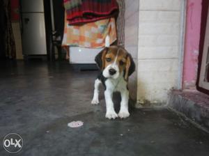 30 days old pups available in banglore