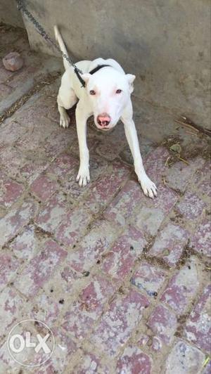 4 month and pure buli dog