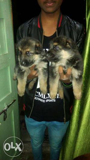 Adorable puppies of German Shepherd available