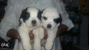 All kind of dog puppies available in jaipur