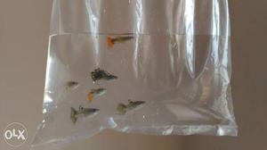 Am having beautiful colours of guppies. 15 rs per