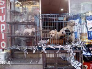 Amazing pet shop offer good quality and healthy