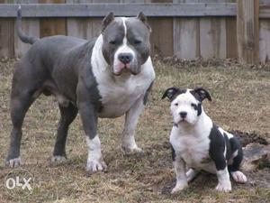 American Bulldog puppies available best dog breed