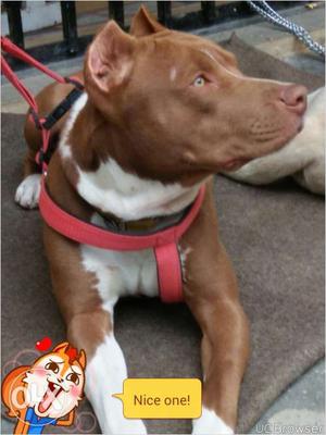 American Pitbull,12 months old,fully vaccinated,