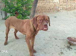 American bull dog female red brun color age 1 year old