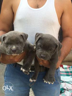 American bully Blue Colour puppy Imp,Blood Line