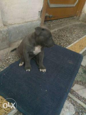 American bully for 35 days