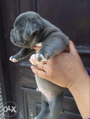 American bully import blood line