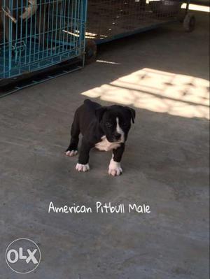 American pitbull male Top Quality Age 40 days