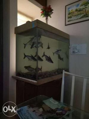 Aquarium big with 10 big shark fish.. with table..