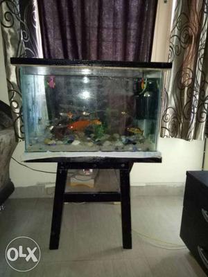 Aquarium with wooden stand along with fishes and