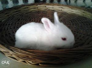 Baby Rabbit only 15 days old