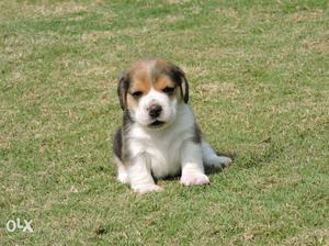 Beagle female tri color puppies available61