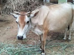 Beige And White Cow