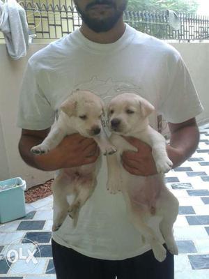 Best Labrador puppies available at Mr.dog