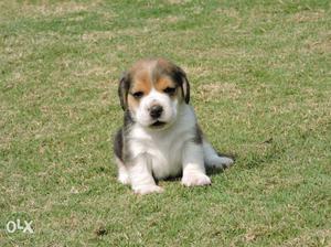 Best Sweetest Beagle pups now at gujar ki thadi