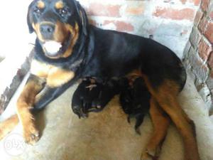 Black And Tan Rottweiler Dog And Four Puppies