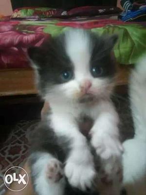 Black And White Tabby Kitten