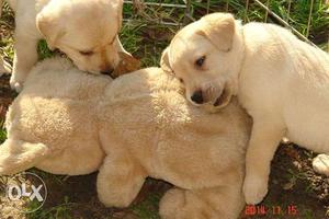 Black D, Cream, PO Golden color labrador puppies