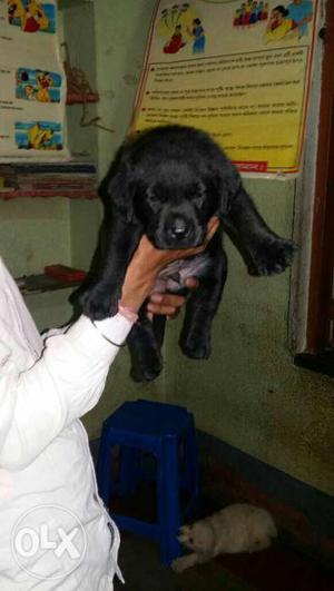 Black Labrador retriever puppies available contact me