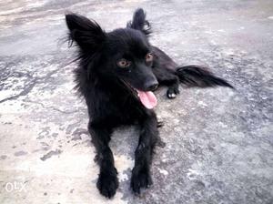 Black Medium Coat Pet Dog