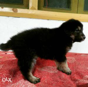 Black Medium Fur Pet Dog