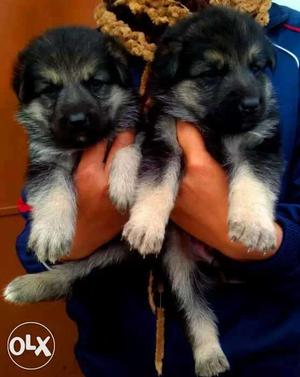 Black and ten German Shepherd Puppies Pure 101%