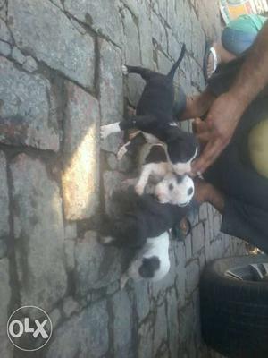 Black-and-white Pitbull Puppies