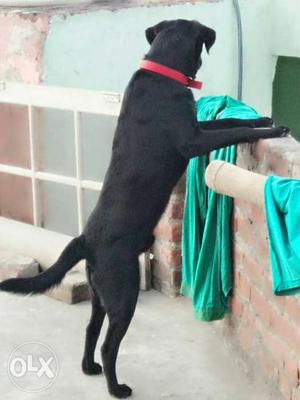 Black kabra dog
