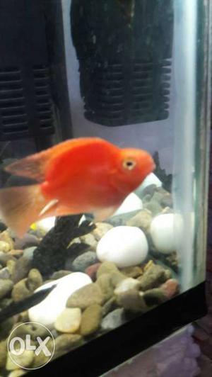 Blood red fish