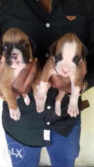 Boxer Puppies available male  Female 