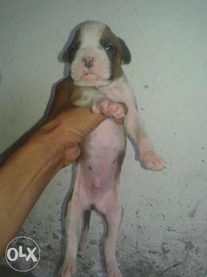 Boxer top quality male pup