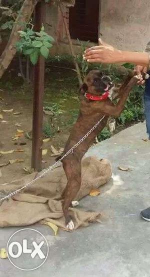 Brindle Boxer Puppy 9 month old female