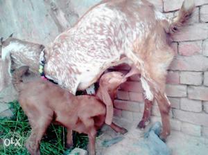 Brown And White Goat With Goat Kid