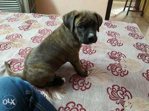 Brown Brindle Short Coated Puppy