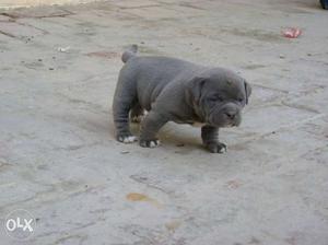 Bullseye Blood Line Puppy Top Quality male And