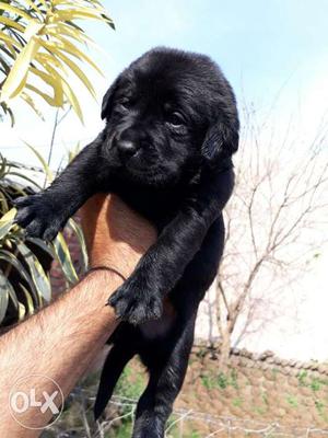 Call fast for dog puppies in jaipur rajasthan