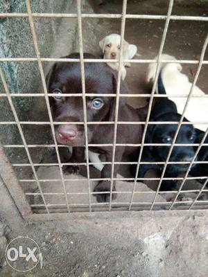 Choco,black An Dyellow Labrador Retriever Puppies