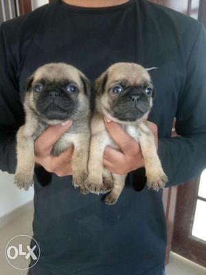 Cute and Active pug fem pup