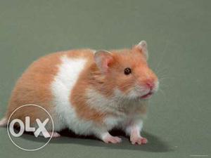 Cute hamsters for sale in less prize its friendly
