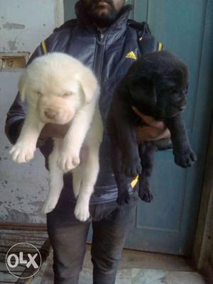 Cutest labrador puppies you cant yourself from buying