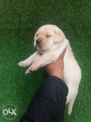 Cutest labrador puppies you cant yourself from buying