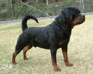 D Rottweiler puppy !! Biggest Very good quality, B