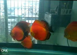 Discus fish. Excellent shape n size. 4.5 - 5inch