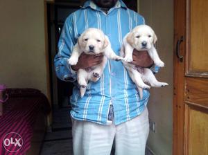 Dog labrador female available in mr. dog