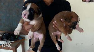 Dogs world introduced boxer best Royal breed