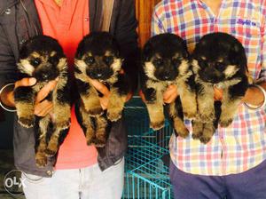 Double coat German Shepherd puppies available