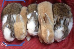 Dutch bread Rabbit