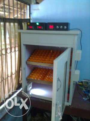 Egg incubator in india