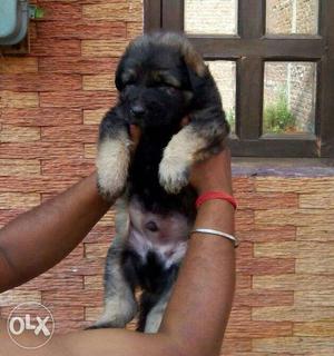 Excellent quality gsd puppy available for show